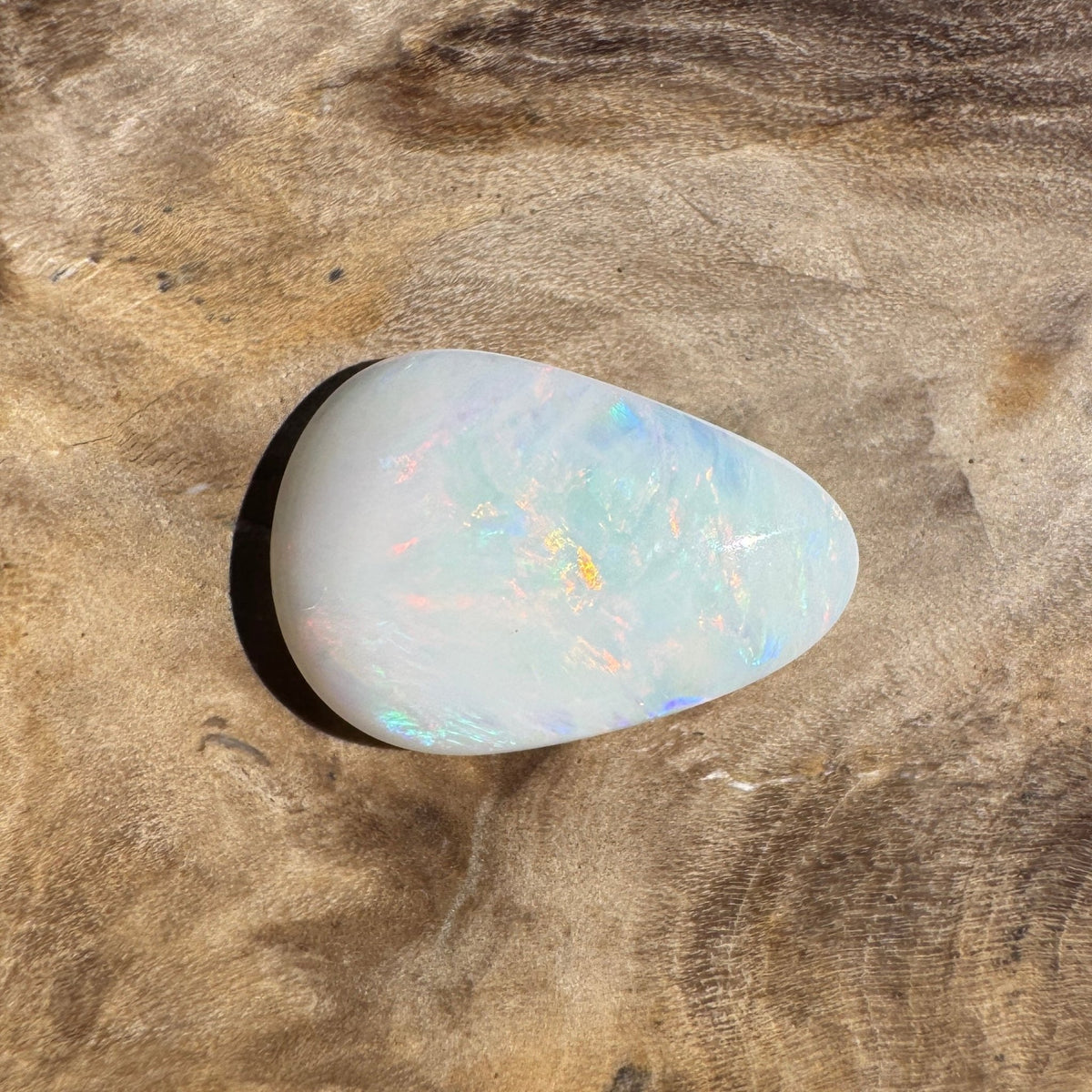 1.7ct Coober Pedy Shell Fossil Opal | Solid Australian Opal | Hand-Cut