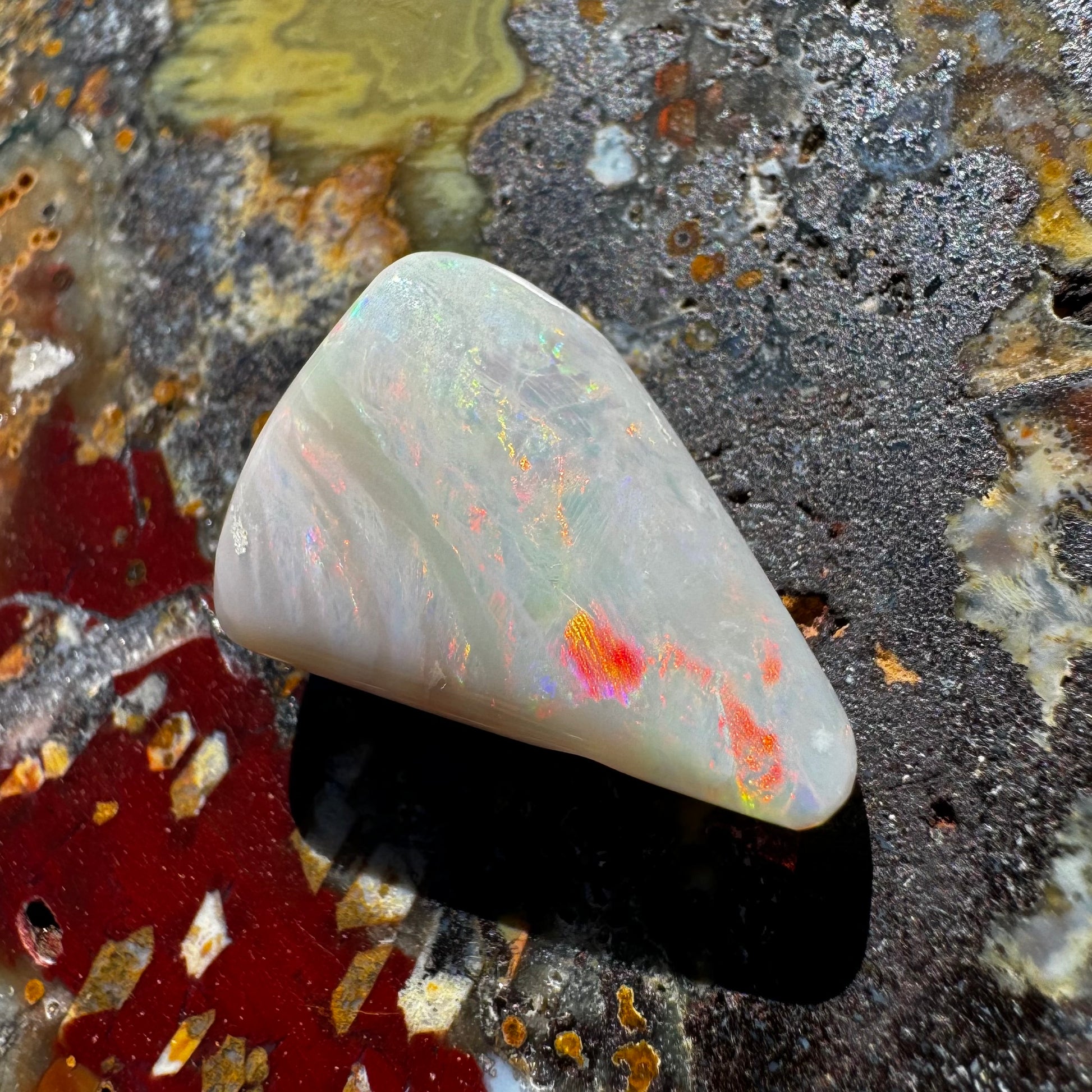 Coober Pedy Opal Sea Shell 14.9carat Solid Hand-Cut Luxury - Iona Opal Australia