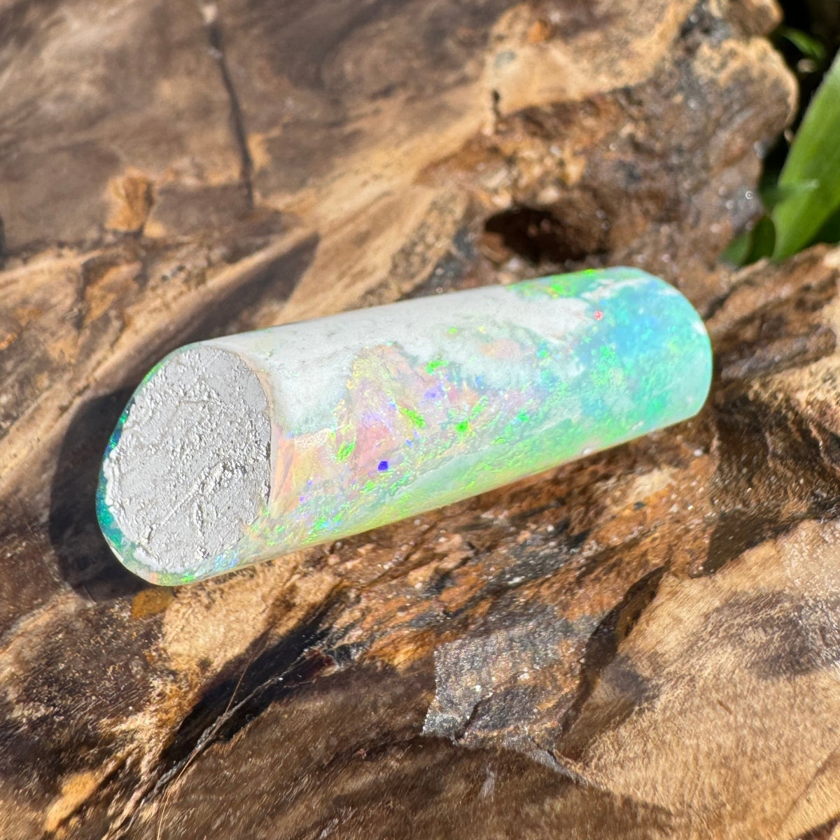 16.6ct Coober Pedy Belemnite Opal | Solid Australian Opal | Hand-Cut