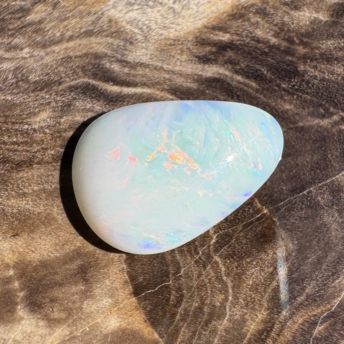 1.7ct Coober Pedy Shell Fossil Opal | Solid Australian Opal | Hand-Cut