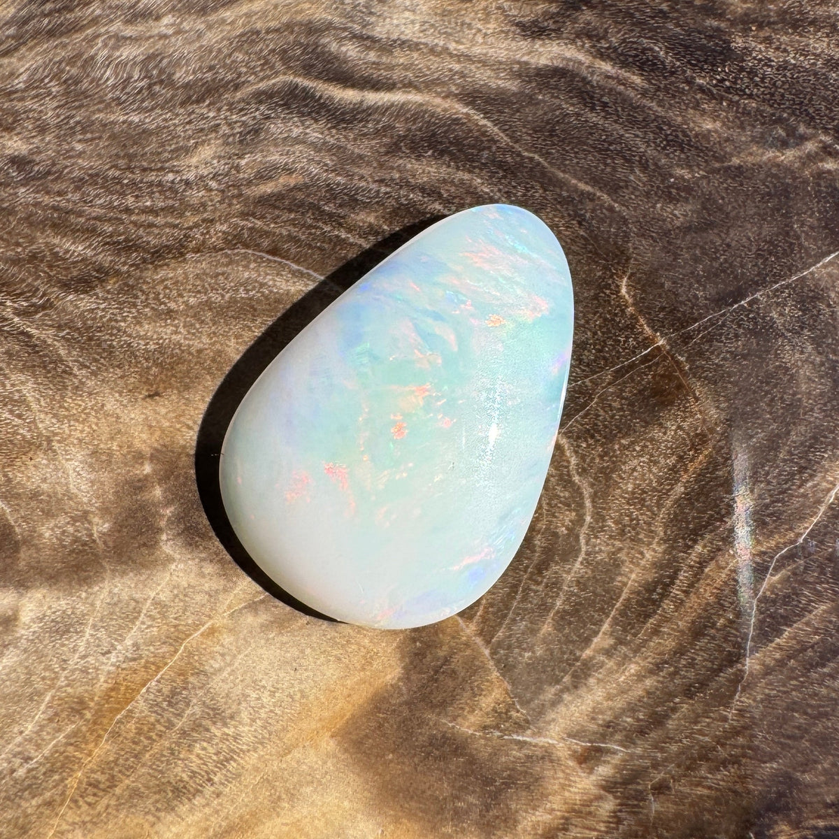 1.7ct Coober Pedy Shell Fossil Opal | Solid Australian Opal | Hand-Cut