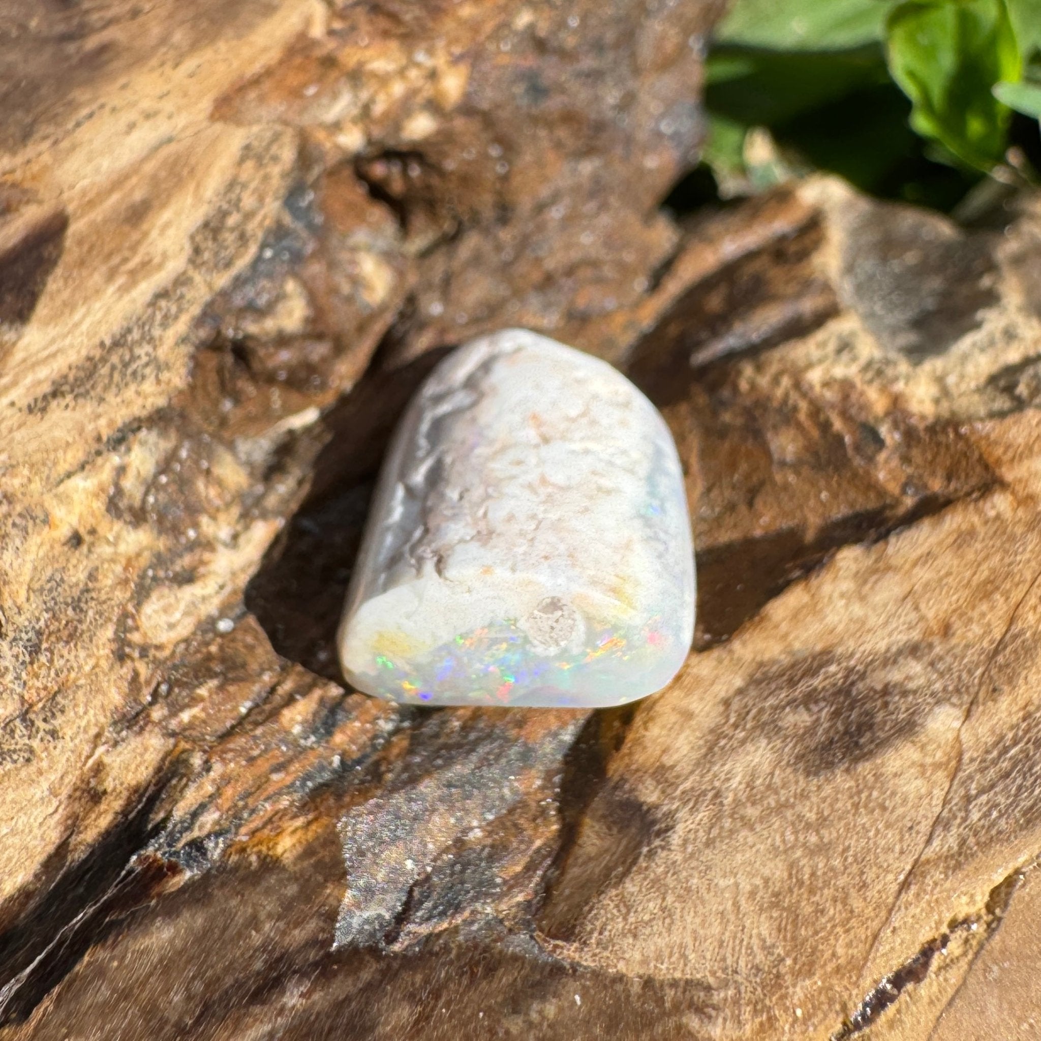 5.6ct Coober Pedy Opal | Belemnite Fossil | Solid Australian Opal | Hand-Cut