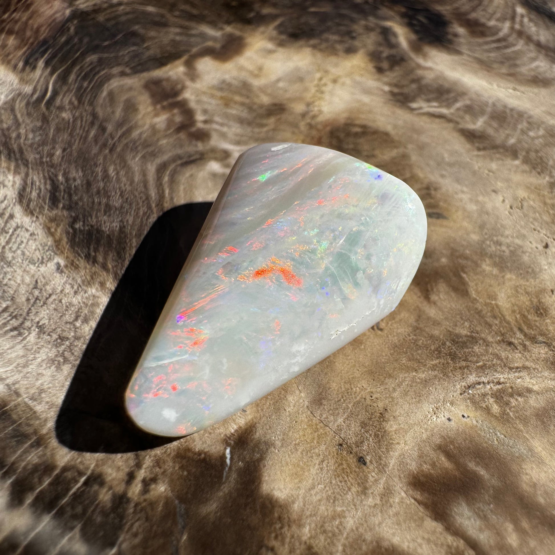 Australian Coober Pedy Opal Sea Shell 14.9carat Solid Hand Cut Luxury - Iona Opal Australia