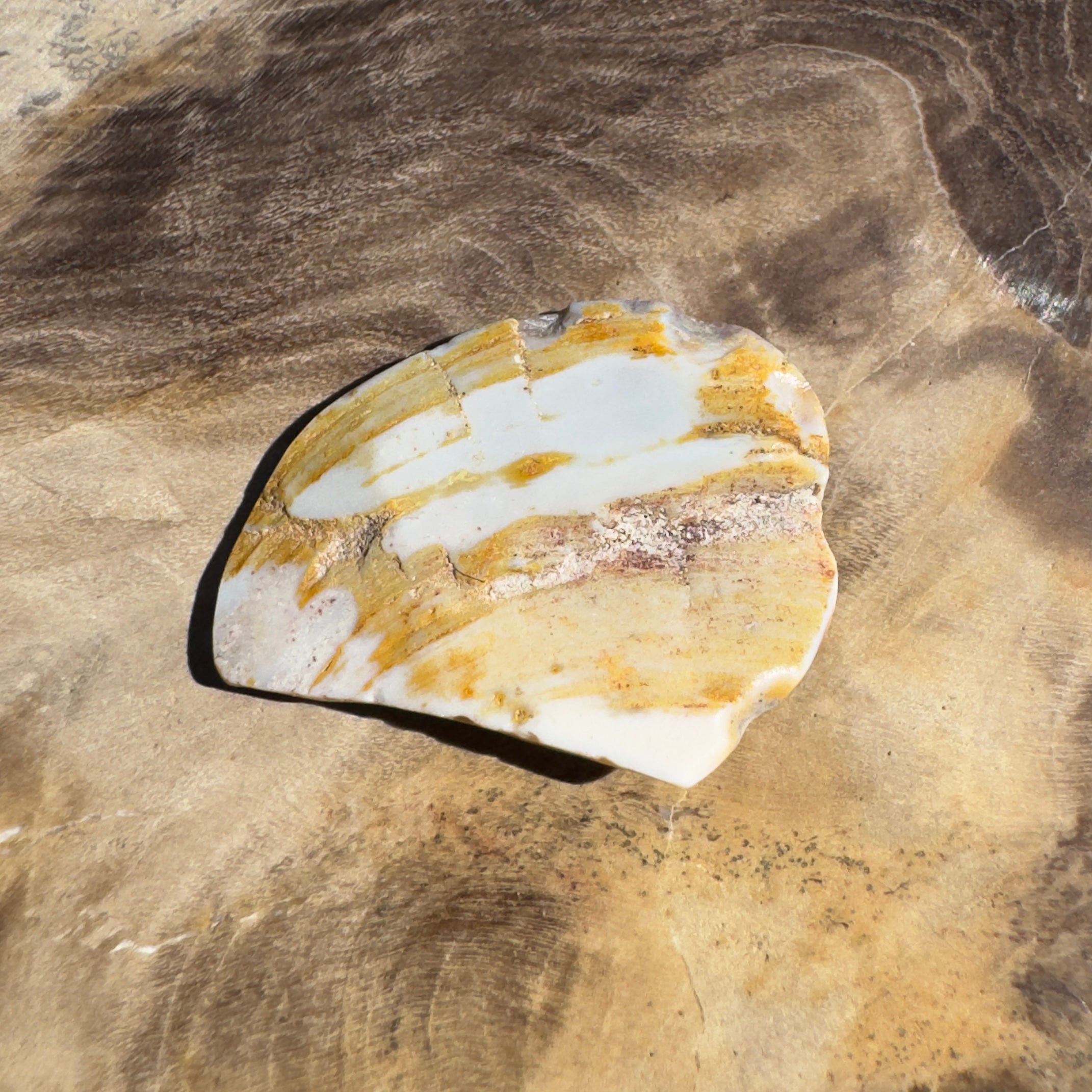 2.8ct Coober Pedy Fossil Specimen | Solid Australian Opal